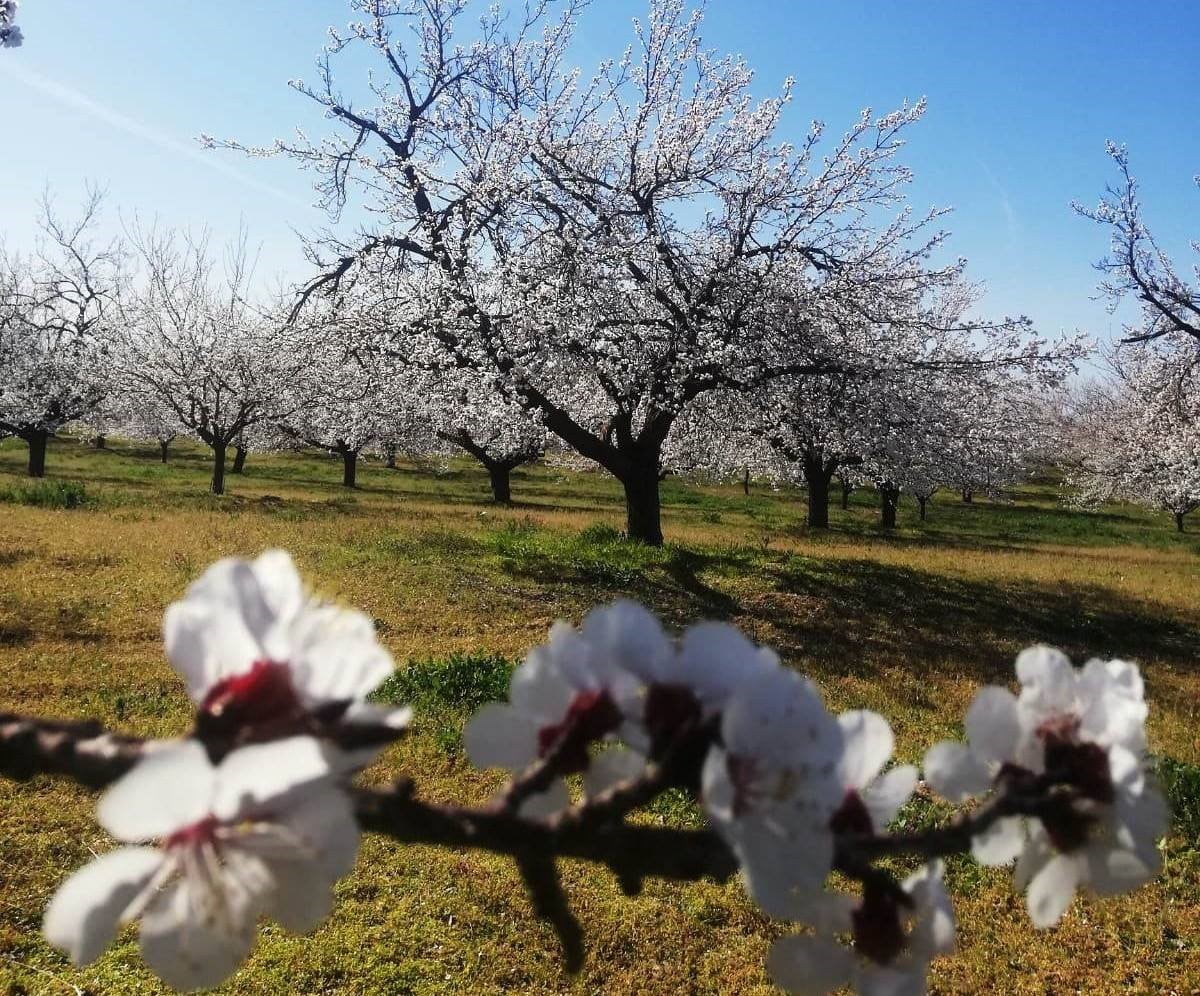 MALATYA’DA KAYISI ÜRETİCİLERİ, İLAÇLARA ZEMZEM SUYU EKLEYEREK DUA EŞLİĞİNDE İLAÇLAMA...