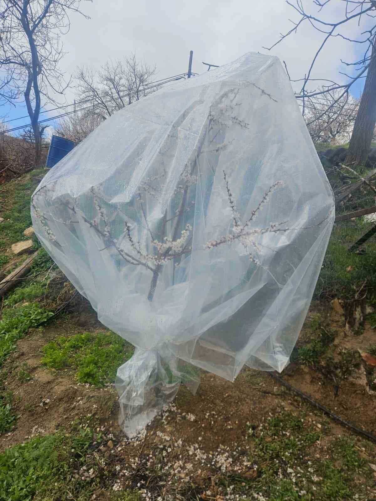 MALATYA’DA KAYISI ÜRETİCİLERİ ZİRAİ DON İÇİN ALARMA GEÇTİ