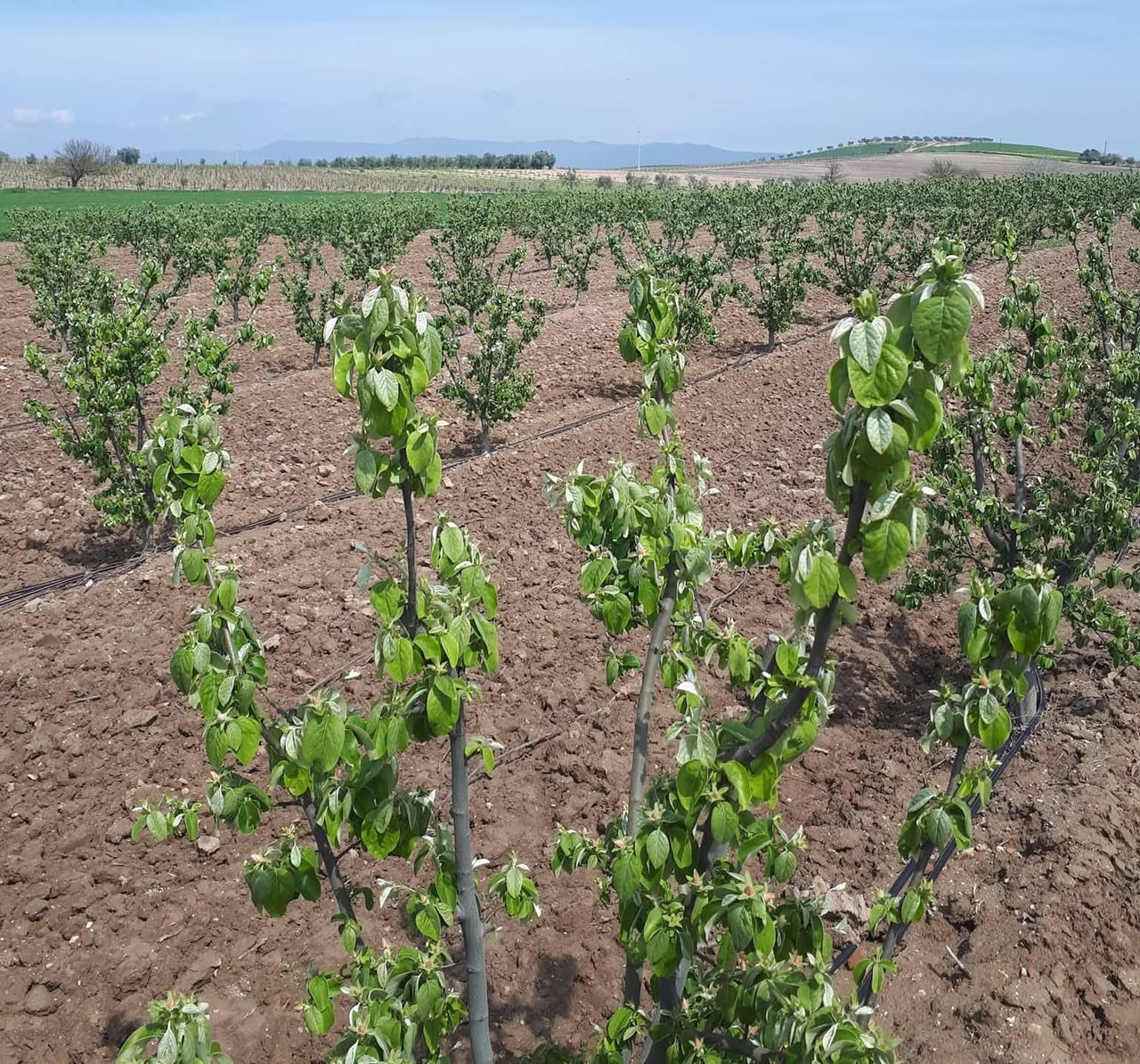 MANİSA’NIN SALİHLİ İLÇESİNDE, AYVA, ELMA VE ARMUT ÜRETİCİLERİNİ YAKINDAN İLGİLENDİREN KRİTİK BİR...