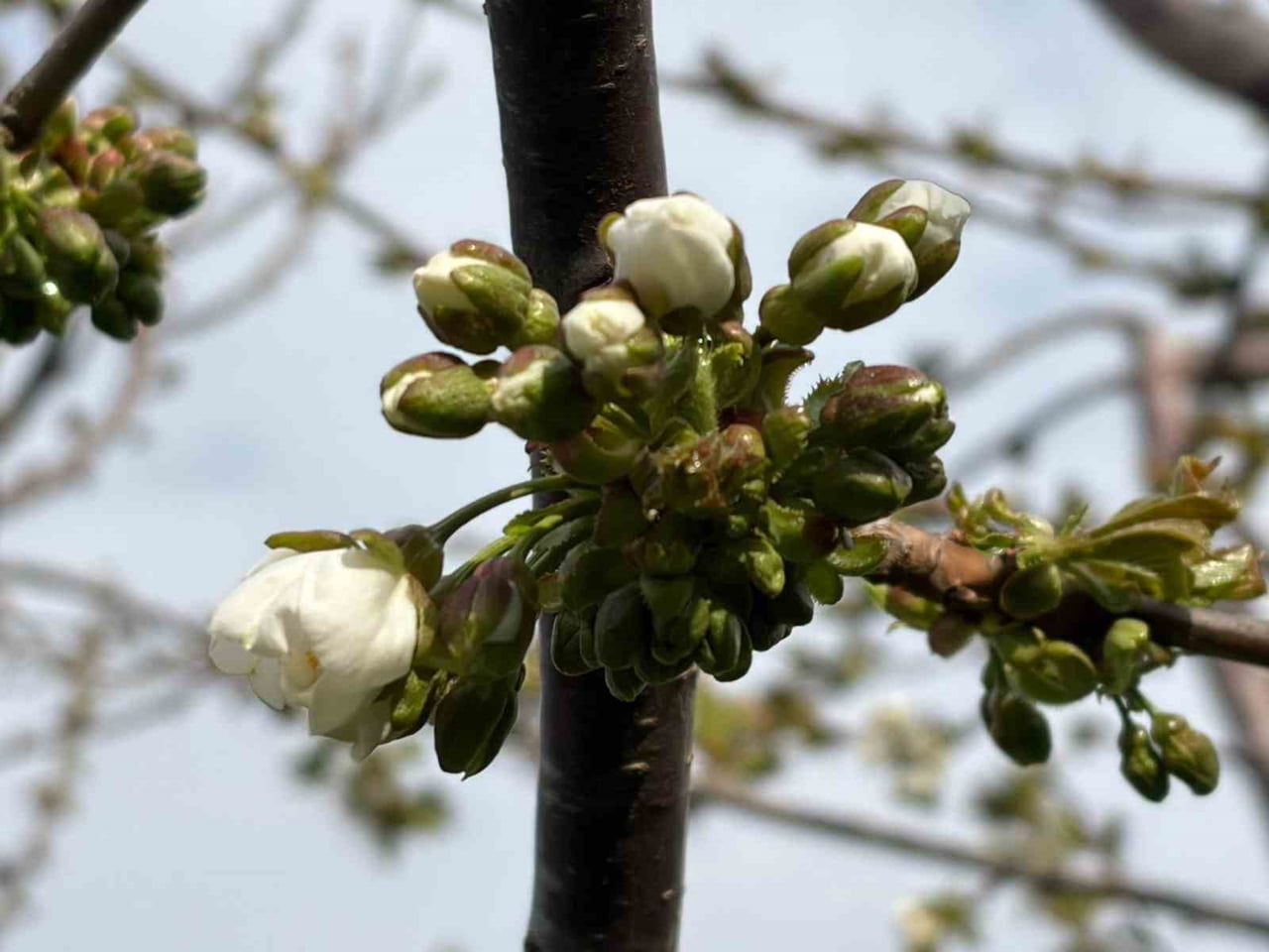 MANİSA’NIN SALİHLİ İLÇESİNDE KİRAZ VE VİŞNE ÜRETİCİLERİNİ YAKINDAN İLGİLENDİREN ÖNEMLİ BİR UYARI...