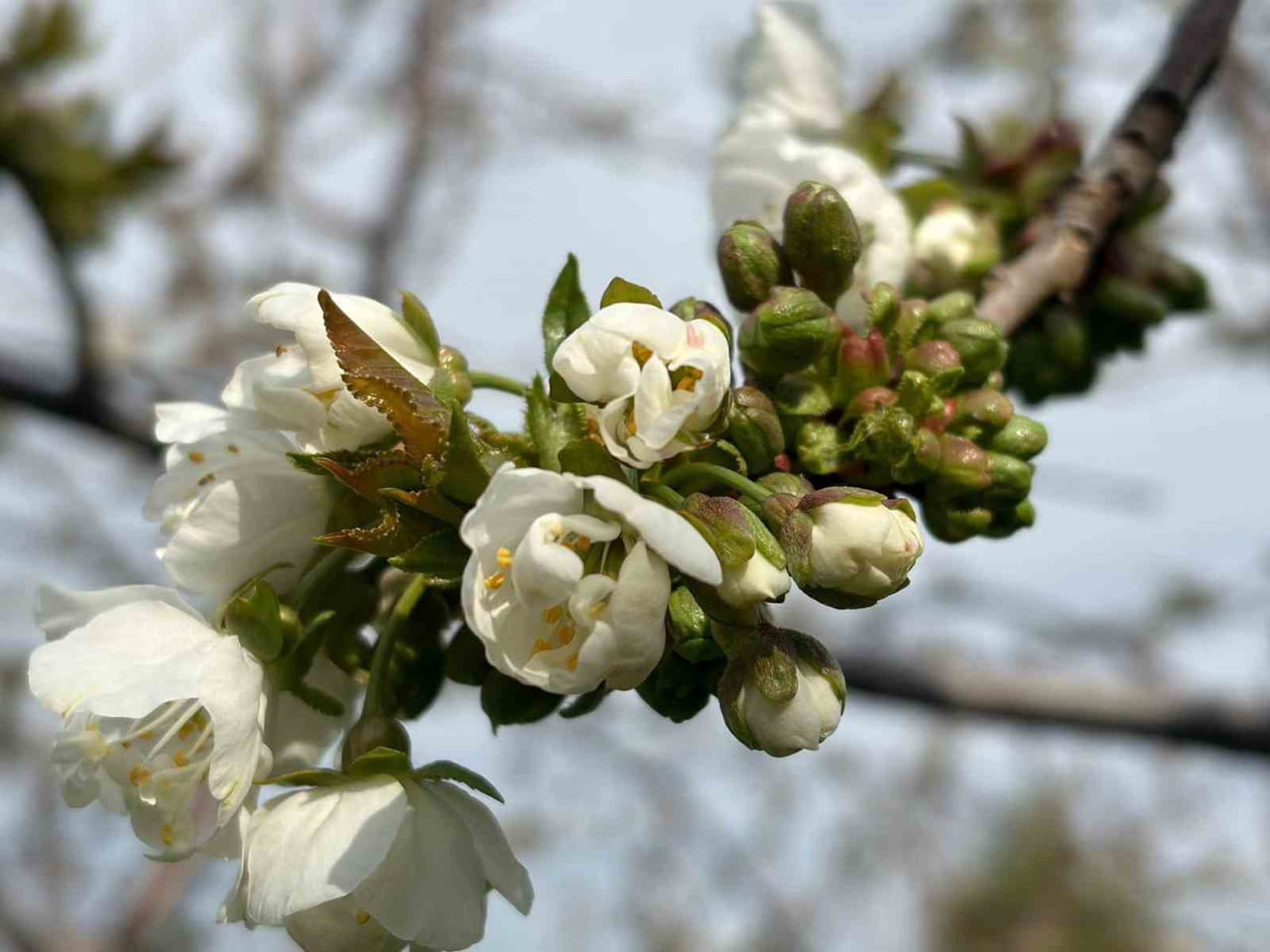 MANİSA’NIN SALİHLİ İLÇESİNDE KİRAZ VE VİŞNE ÜRETİCİLERİNİ YAKINDAN İLGİLENDİREN ÖNEMLİ BİR UYARI...