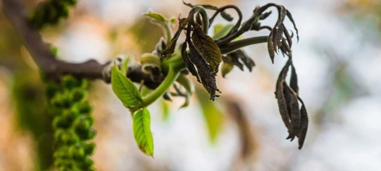 MANİSA’NIN SALİHLİ İLÇESİNDEKİ TARIM VE ORMAN MÜDÜRLÜĞÜ, CEVİZ ÜRETİMİNDE CİDDİ VERİM KAYIPLARINA...