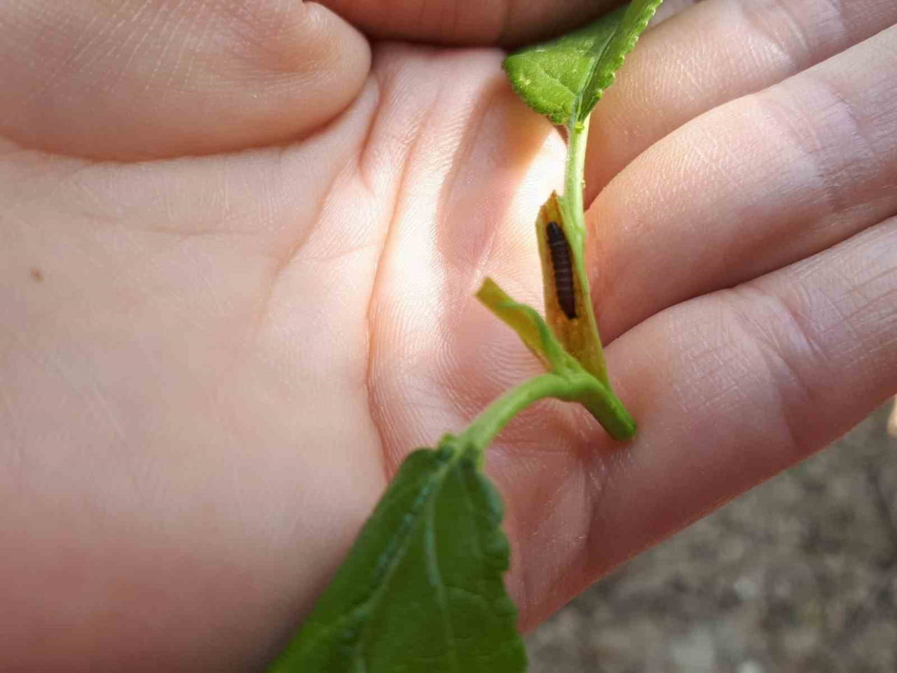 MANİSA’NIN SALİHLİ İLÇESİNDEKİ TARIM VE ORMAN MÜDÜRLÜĞÜ, ERİK, KAYISI, BADEM VE ŞEFTALİ...