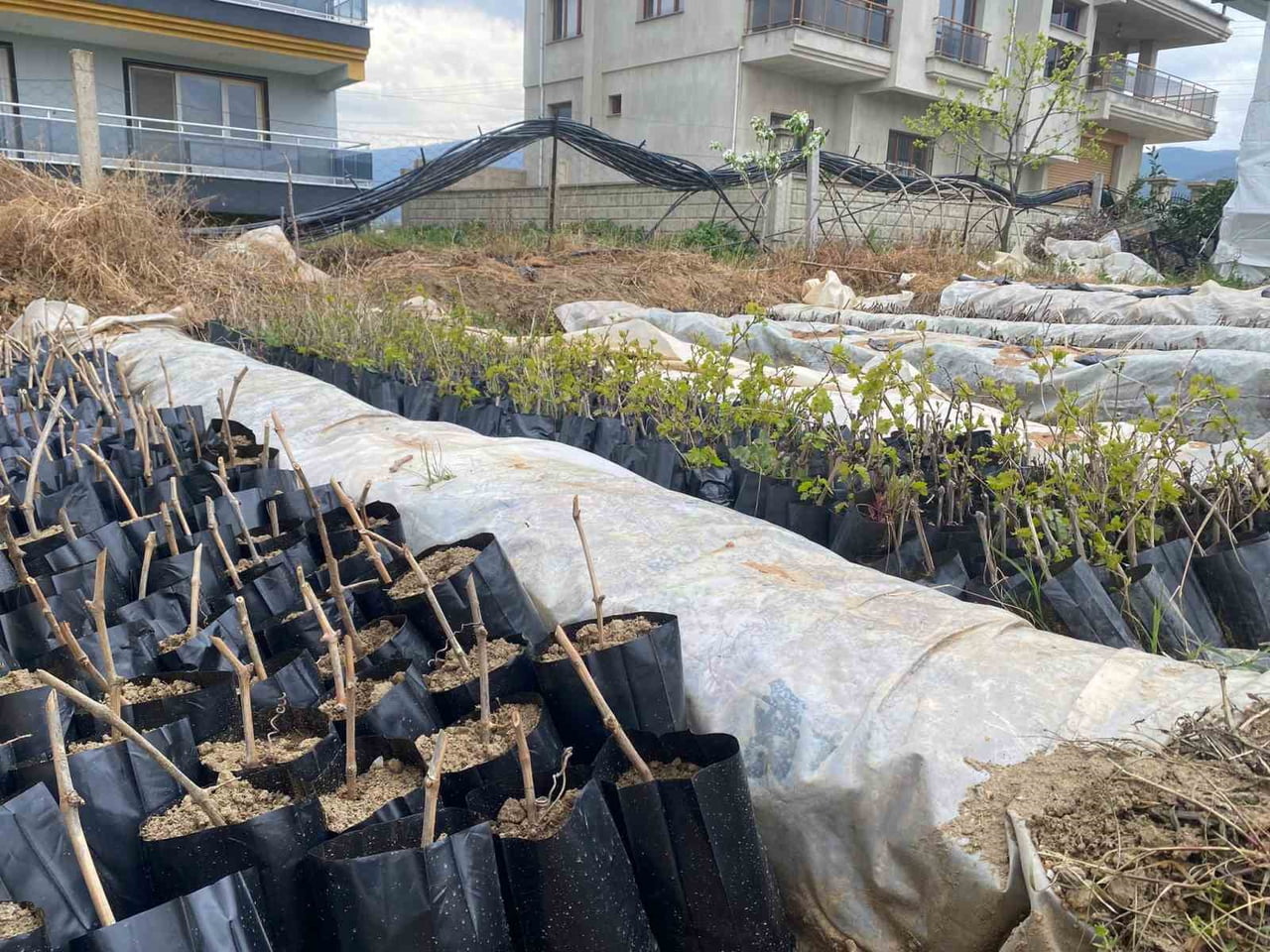 MANİSA’NIN SARIGÖL İLÇESİNDE LİSE ÖĞRENCİLERİ, YOK OLMAYA YÜZ TUTAN EMCELLİ BİBERİNİ YENİDEN...