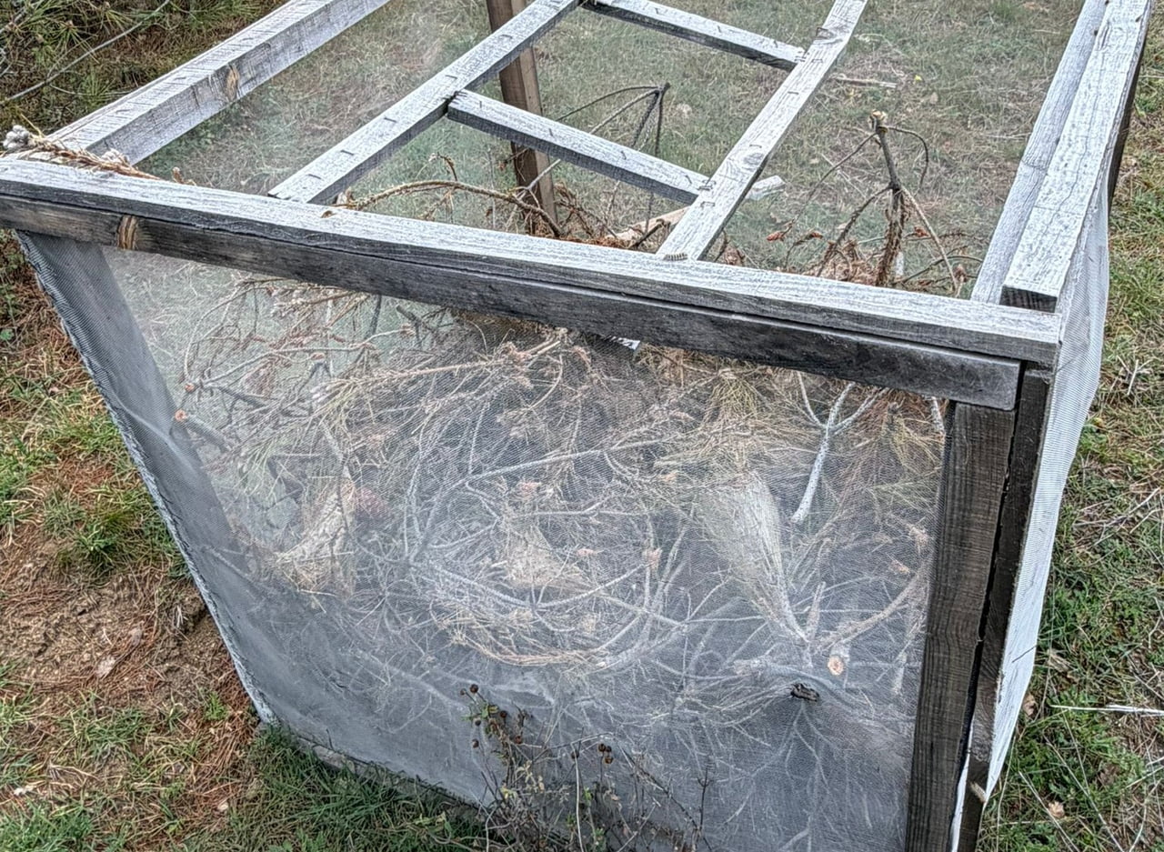 MANİSA’NIN SARIGÖL İLÇESİNE BAĞLI DADAĞLI MAHALLESİ’NDE ÇAM AĞAÇLARINDA HIZLA YAYILAN KESE KURDUNA...