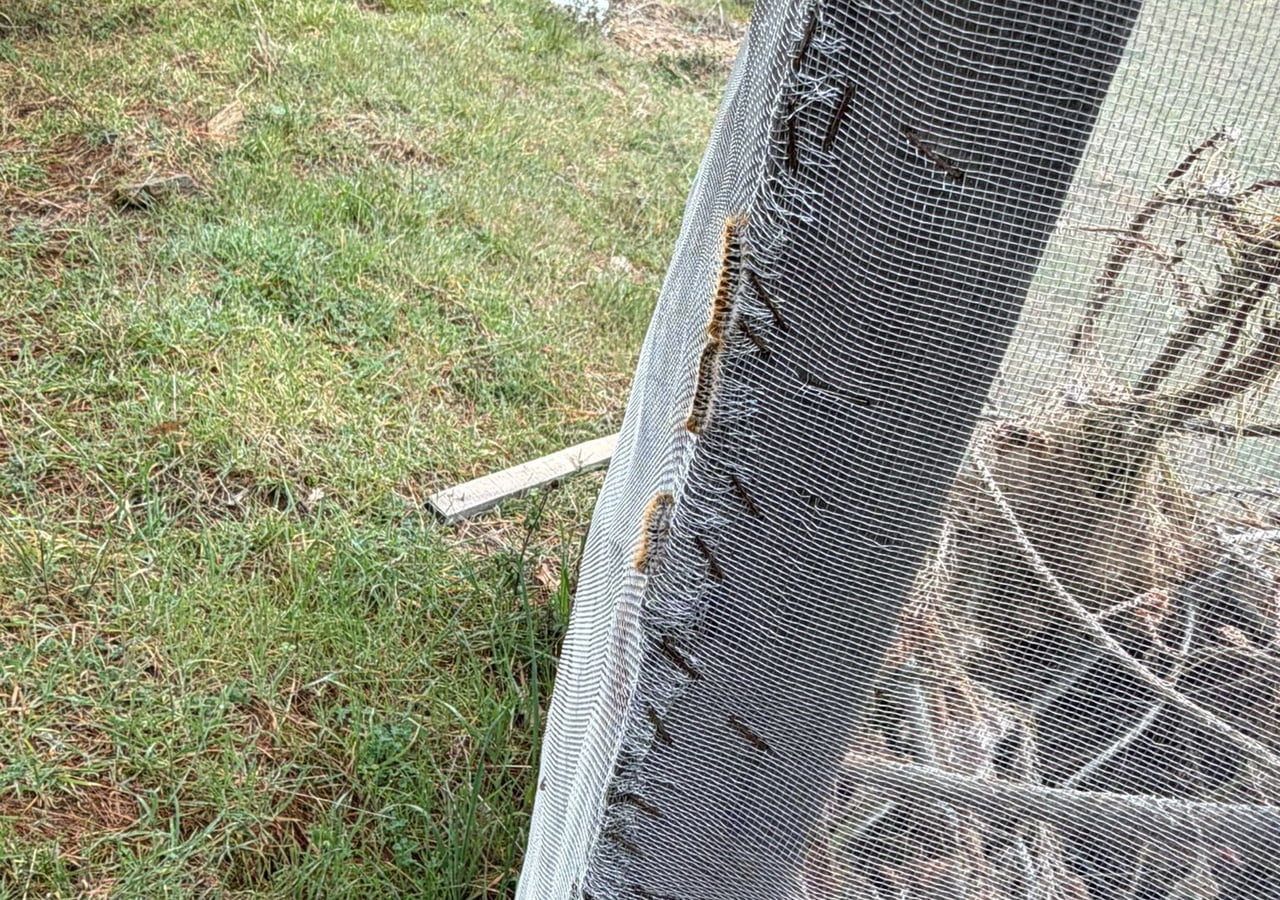 MANİSA’NIN SARIGÖL İLÇESİNE BAĞLI DADAĞLI MAHALLESİ’NDE ÇAM AĞAÇLARINDA HIZLA YAYILAN KESE KURDUNA...