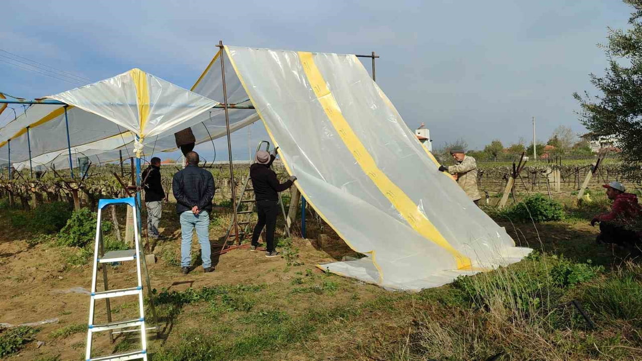 MANİSA’NIN ÜZÜM ÜRETİMİYLE ÜNLÜ SARIGÖL İLÇESİNDE YENİ SEZON HAZIRLIKLARI BAŞLADI. YAPRAKLANMAYA...