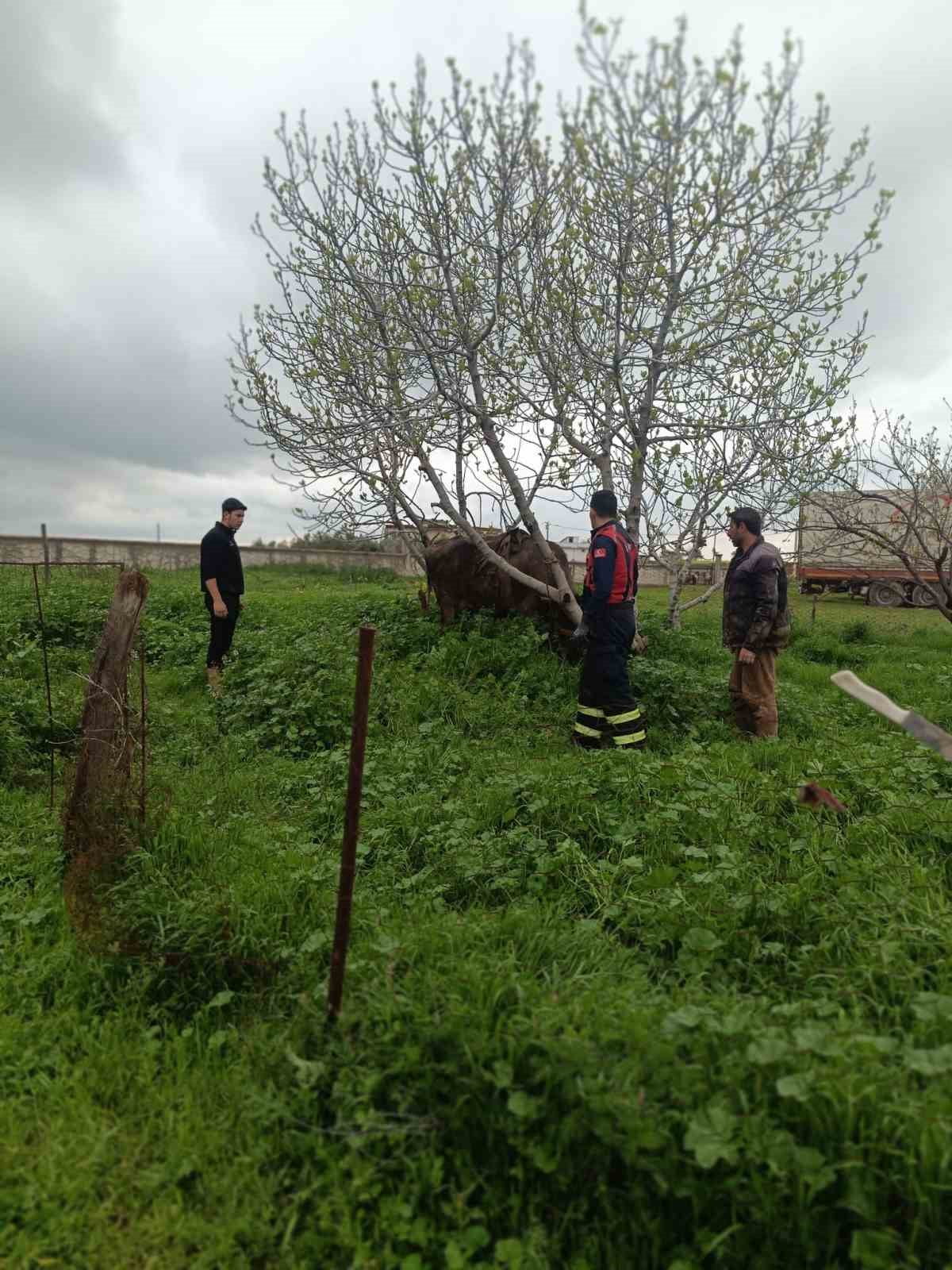 MARDİN'İN ARTUKLU İLÇESİNDE KUYUYA DÜŞEN İNEK, İTFAİYE EKİBİNCE KURTARILDI.