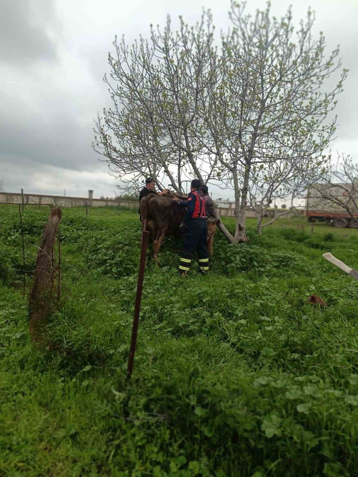 MARDİN'İN ARTUKLU İLÇESİNDE KUYUYA DÜŞEN İNEK, İTFAİYE EKİBİNCE KURTARILDI.