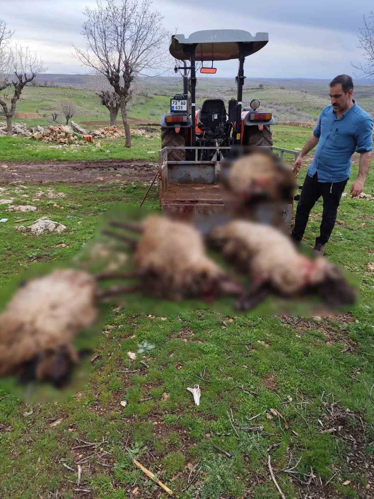 MARDİN’İN MİDYAT İLÇESİNDE YILDIRIM DÜŞMESİ SONUCU 8 KOÇ TELEF OLDU.