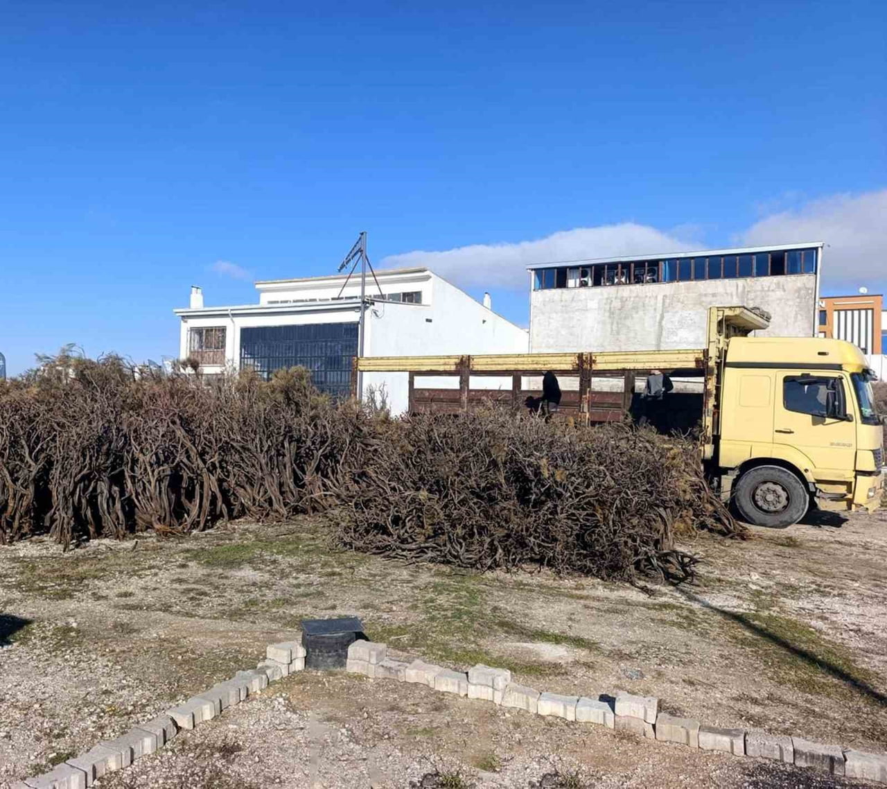 MARMARİS’TE ORMANLIK ALANDA KURUYAN GEVEN BİTKİSİ KÖYLÜLERCE TOPLANARAK ATÖLYELERDE İŞLENMESİNİN...