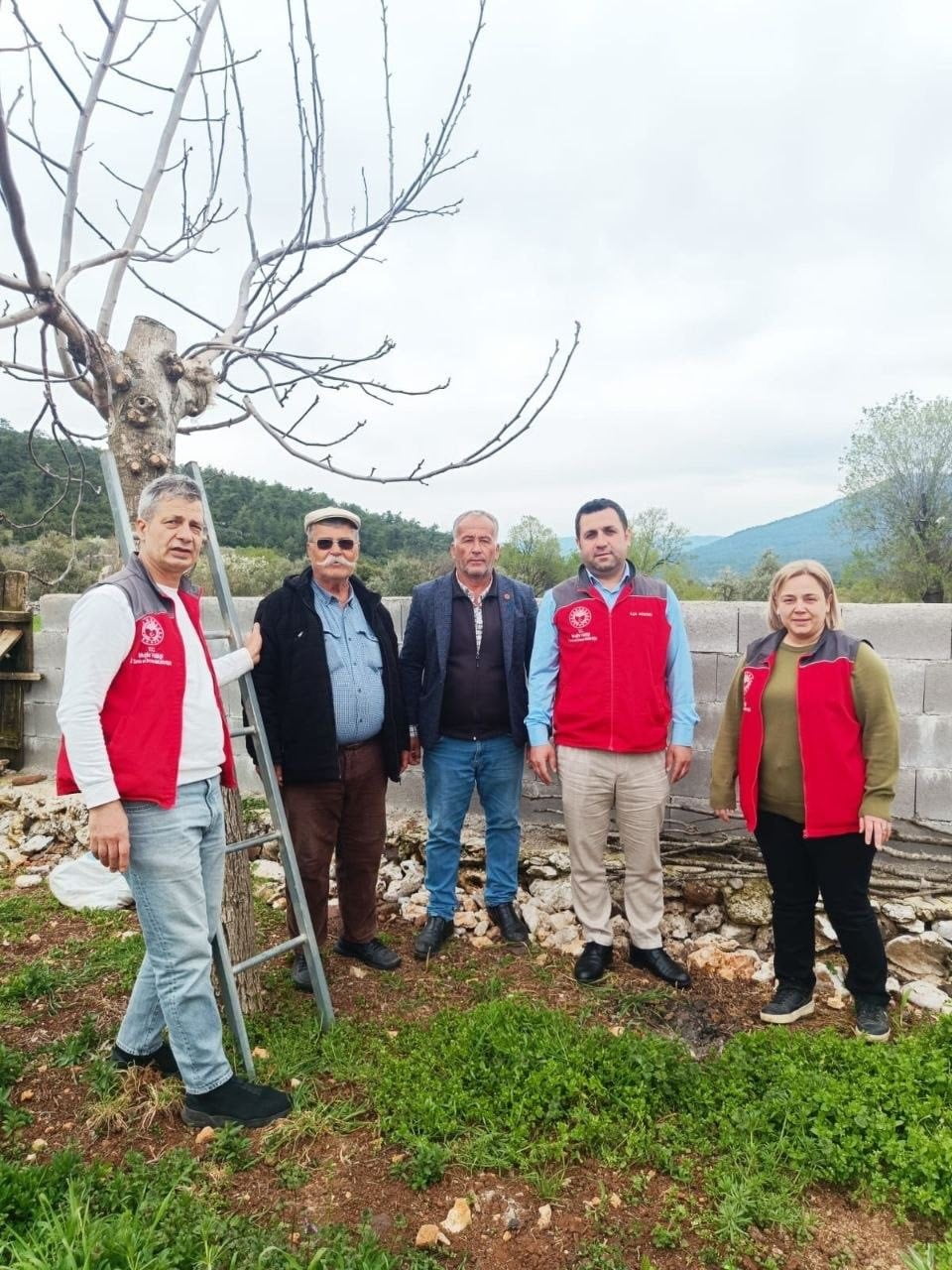 MENTEŞE’DE ÇİFTÇİYE UYGULAMALI EĞİTİM ÇIRPI’DA CEVİZ AŞILAMA MESAİSİ