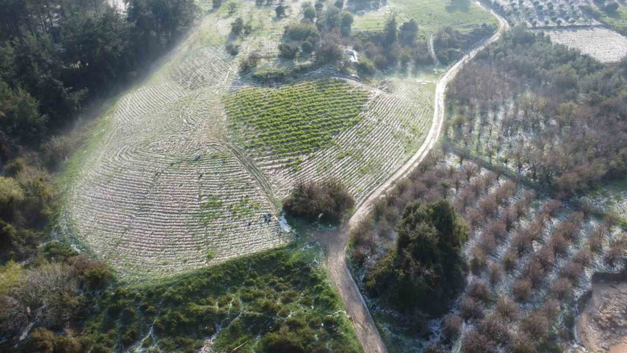 MERSİN'İN ERDEMLİ İLÇESİNDE 300 RAKIM ÜZERİNDE BAZI MAHALLELERDE MİSKET BÜYÜKLÜĞÜNDE ETKİLİ OLAN...