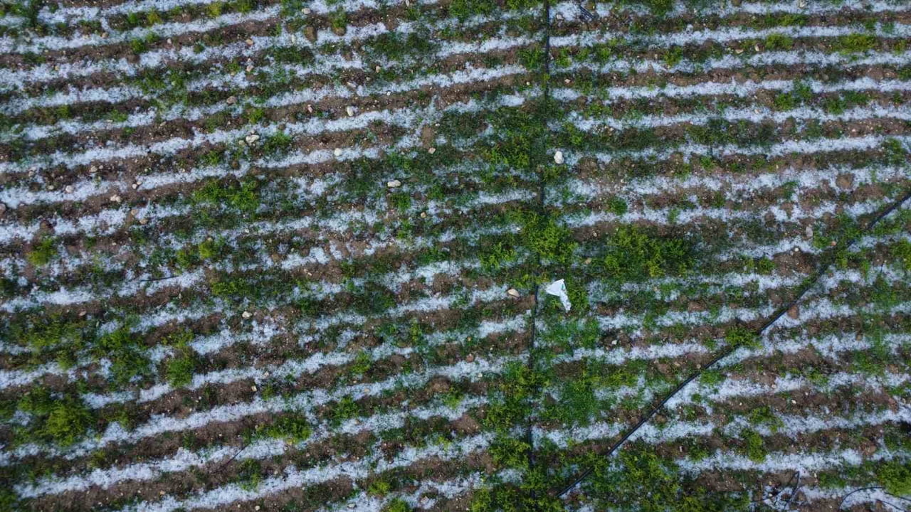 MERSİN'İN ERDEMLİ İLÇESİNDE 300 RAKIM ÜZERİNDE BAZI MAHALLELERDE MİSKET BÜYÜKLÜĞÜNDE ETKİLİ OLAN...