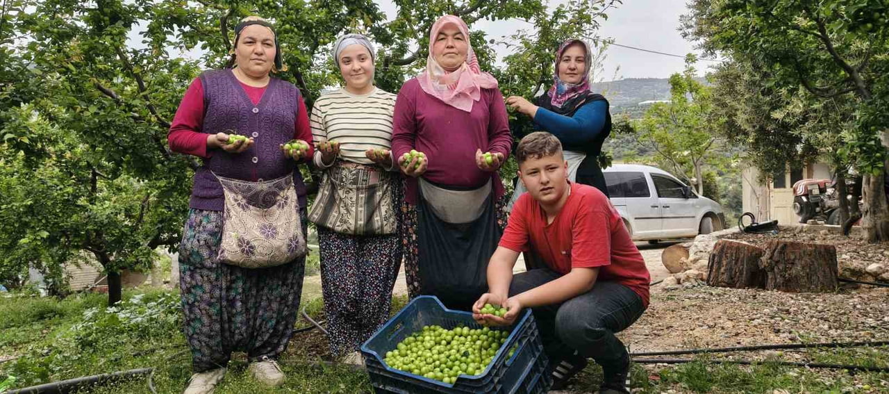 MERSİN’DE AÇIKTA ERİK HASADI BAŞLADI