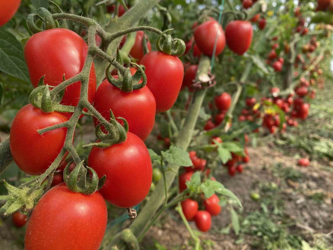 MEYVE MİKTAR ENDEKSİ YILLIK YÜZDE 30,26, FİYAT ENDEKSİ YÜZDE 25,85 ARTTI. SEBZE MİKTAR ENDEKSİ...