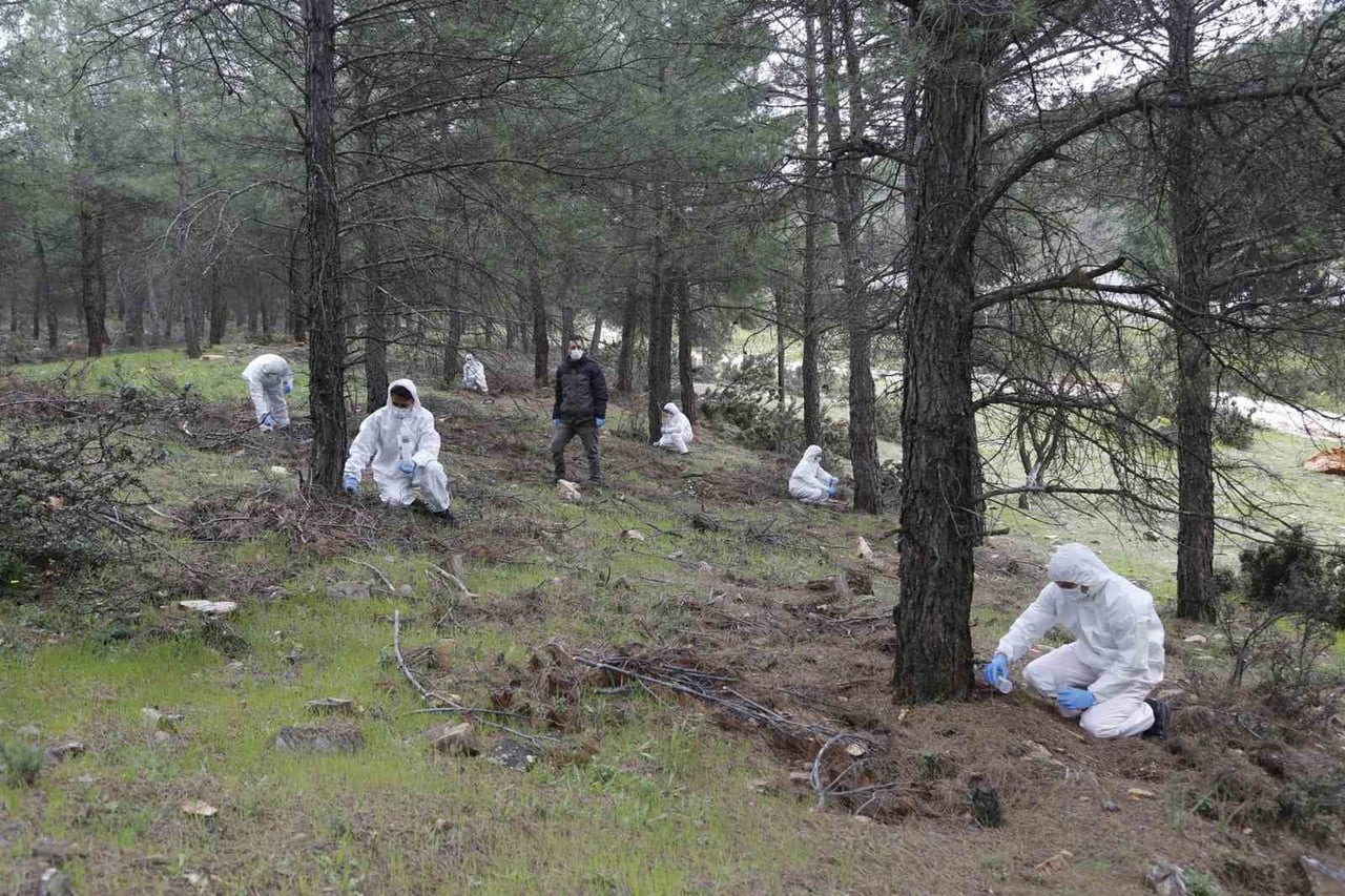 MUĞLA’DA ORMAN VARLIĞINI TEHDİT EDEN ZARARLILARA KARŞI YÜRÜTÜLEN MÜCADELEDE, ORMAN BÖLGE...