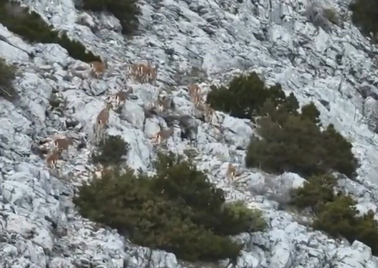 MUĞLA’DA YABAN KEÇİLERİ TERMAL KAMERALI DRONE İLE GÖRÜNTÜLENDİ
