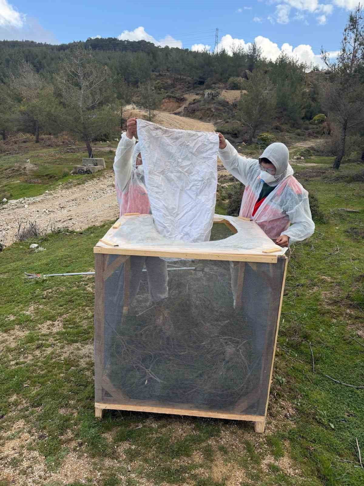 MUĞLA ORMAN BÖLGE MÜDÜRLÜĞÜ’NE BAĞLI AYDIN ORMAN İŞLETME MÜDÜRLÜĞÜ EKİPLERİ, ÇAM AĞAÇLARINA CİDDİ...