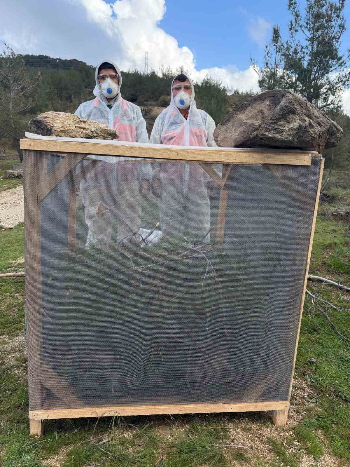 MUĞLA ORMAN BÖLGE MÜDÜRLÜĞÜ’NE BAĞLI AYDIN ORMAN İŞLETME MÜDÜRLÜĞÜ EKİPLERİ, ÇAM AĞAÇLARINA CİDDİ...