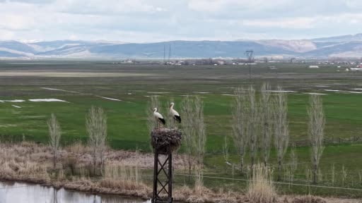 Muş Ovası’nda baharın habercisi leylekler kuluçkaya hazırlanıyor