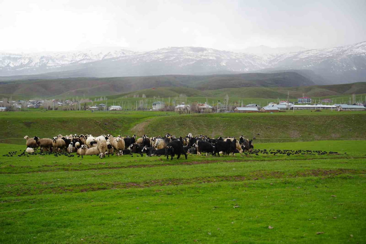 MUŞ’TA BAHARIN GELİŞİYLE BİRLİKTE KOYUNLAR MERAYA ÇIKARILIRKEN OVAYA AKIN EDEN GÖÇMEN KUŞLARIN...