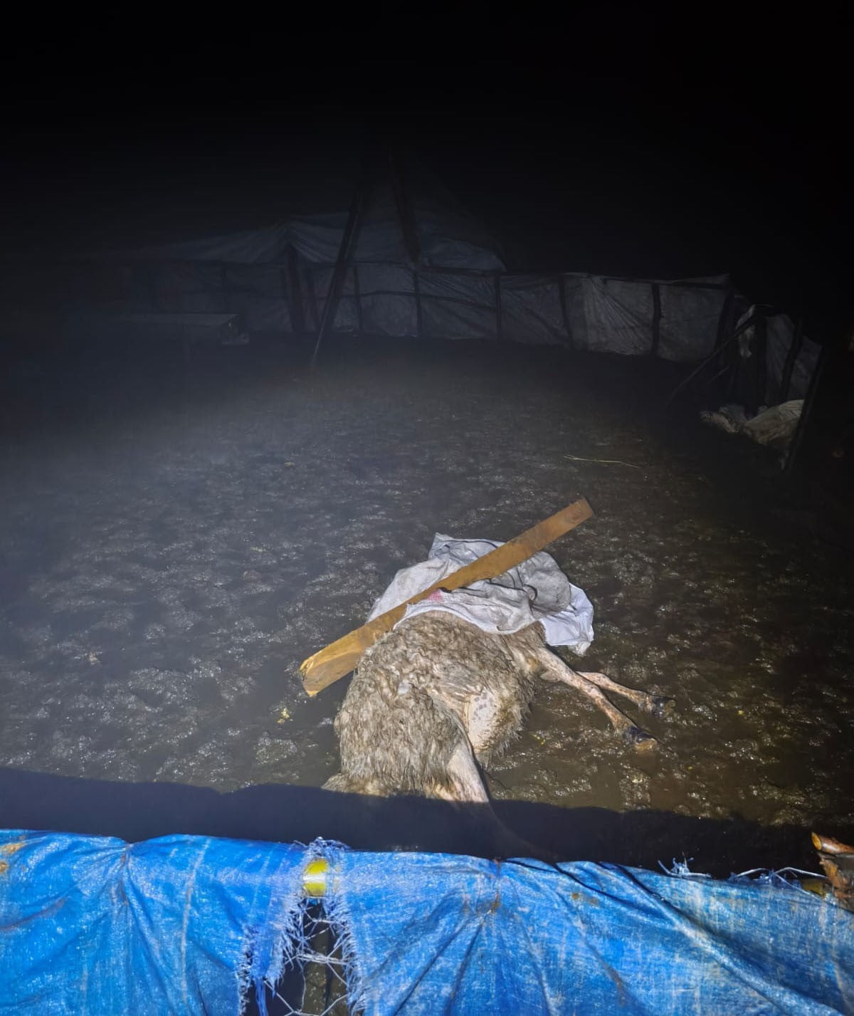 MÜSLÜM YİĞİT’E AİT AĞIL, ŞİDDETLİ YAĞIŞ VE FIRTINA NEDENİYLE ÇÖKTÜ. OLAYDA 6 KOYUN TELEF...