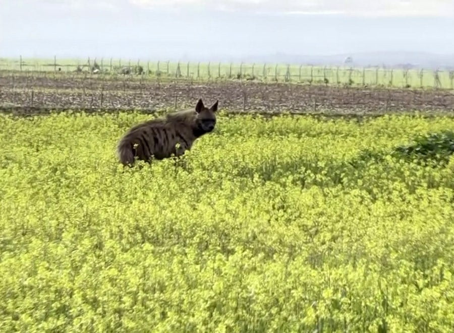 NESLİ TÜKENME TEHLİKESİ ALTINDA OLAN ÇİZGİLİ SIRTLAN ADIYAMAN’IN BESNİ İLÇESİNDE SARI ÇİÇEKLERİN...