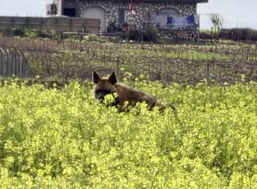 NESLİ TÜKENME TEHLİKESİ ALTINDA OLAN ÇİZGİLİ SIRTLAN ADIYAMAN’IN BESNİ İLÇESİNDE SARI ÇİÇEKLERİN...