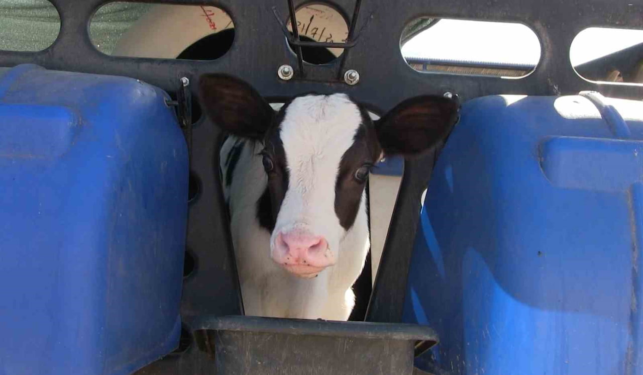 NİĞDE’YE BAĞLI KİLEDERE BELDESİ, BÜYÜKBAŞ HAYVANLARDA TESPİT EDİLEN ŞAP HASTALIĞI VAKALARI...