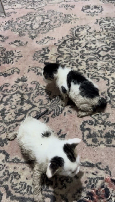 OSMANİYE’NİN KADİRLİ İLÇESİNDE ETKİLİ OLAN SAĞANAK YAĞIŞIN ARDINDAN MEYDANA GELEN SEL VE SU...