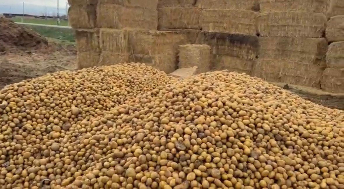 PATATESİN DEPODA KALANLARI BESİCİLER TARAFINDAN 70 KURUŞTAN ALINIP HAYVANLARA YEDİRİLİYOR.