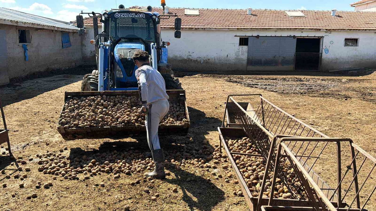 PATATESİN DEPODA KALANLARI BESİCİLER TARAFINDAN 70 KURUŞTAN ALINIP HAYVANLARA YEDİRİLİYOR.