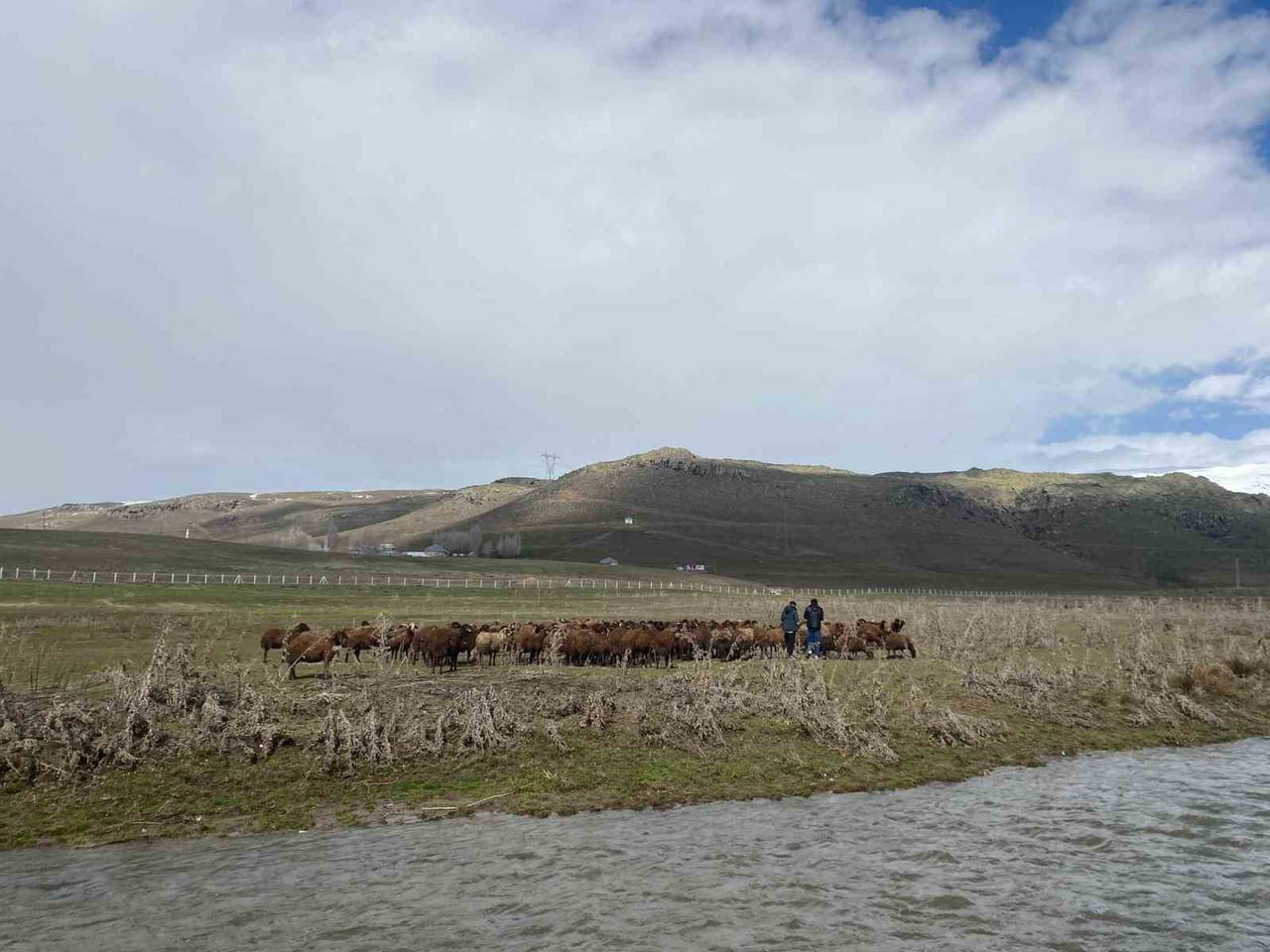PATNOS İLÇESİNDE BESİCİLER, SEZONLUK 100-120 BİN TL'YE KADAR ÇIKAN ÜCRETLERE RAĞMEN ÇOBAN BULMAKTA...