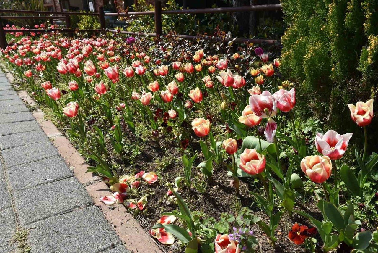 PENDİK KORUSU BİNLERCE LALE, NERGİS VE SÜMBÜLLE BİRLİKTE ZİYARETÇİLERİNE KAPILARINI...