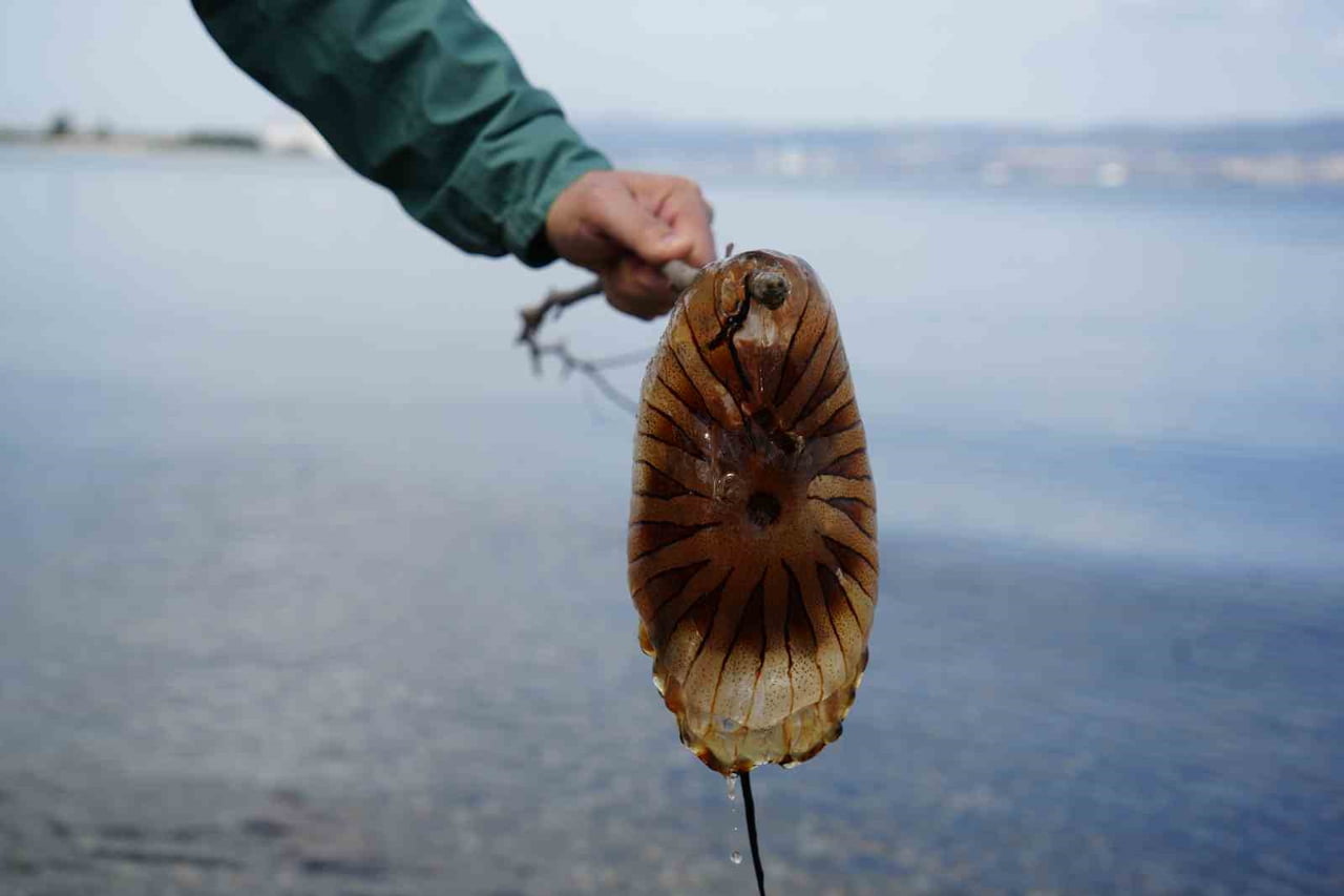 PROF. DR. HALİM AYTEKİN ERGÜL, BU TÜRÜN ÖZELLİKLE UZANTILARINA DOKUNULMAMASI GEREKTİĞİNİ, TEMAS...