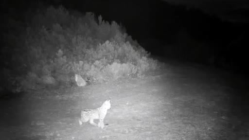 "Ormanın hayaleti" vaşak Çankırı’da görüntülendi