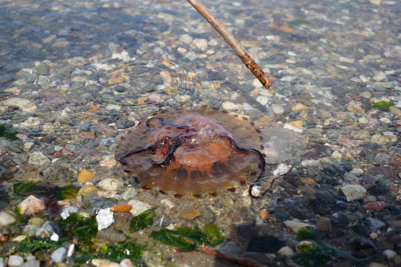 SAHİLDE YÜRÜYÜŞ YAPAN VATANDAŞLARIN DİKKATİNİ ÇEKEN KIRMIZI RENKLİ PUSULA DENİZANASI, İZMİT...