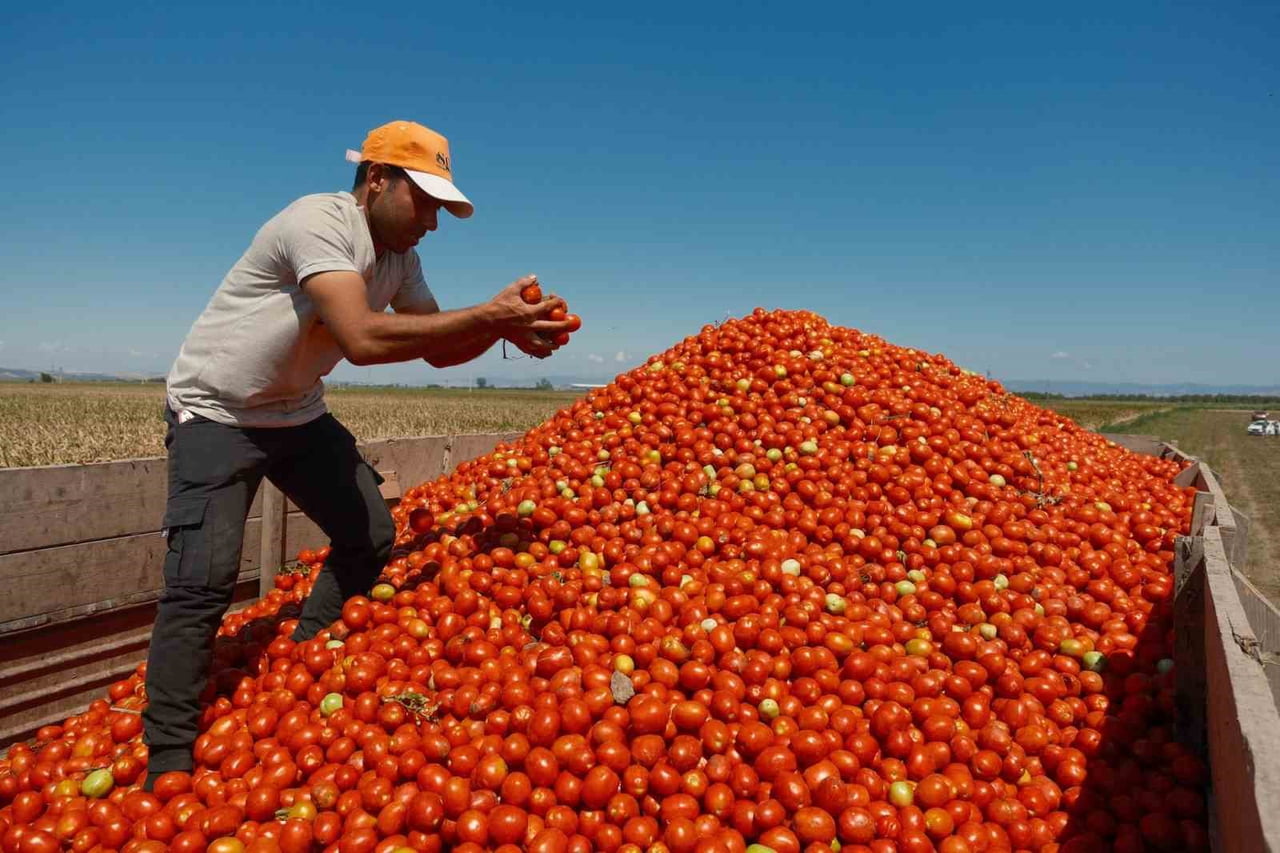 SALÇALIK DOMATES ÜRETİMİNDE ÖNDE GELEN MERKEZLERDEN OLAN BURSA'NIN KARACABEY İLÇESİNDE SAVAŞIN...