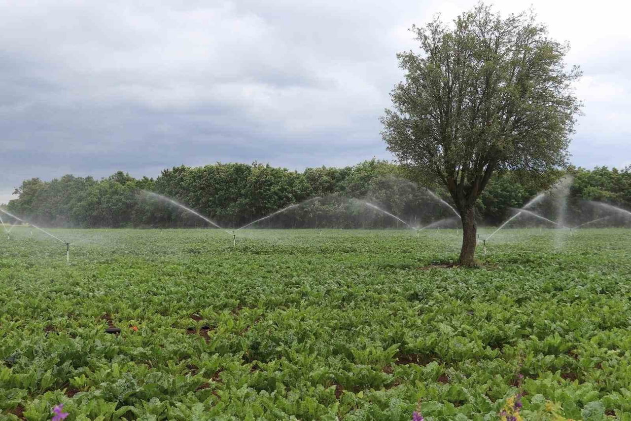 SAMSUN'DA 2023-2025 YILLARI ARASINDA TARIM VE HAYVANCILIK BAŞTA OLMAK ÜZERE ÇEŞİTLİ ALANLARDA...