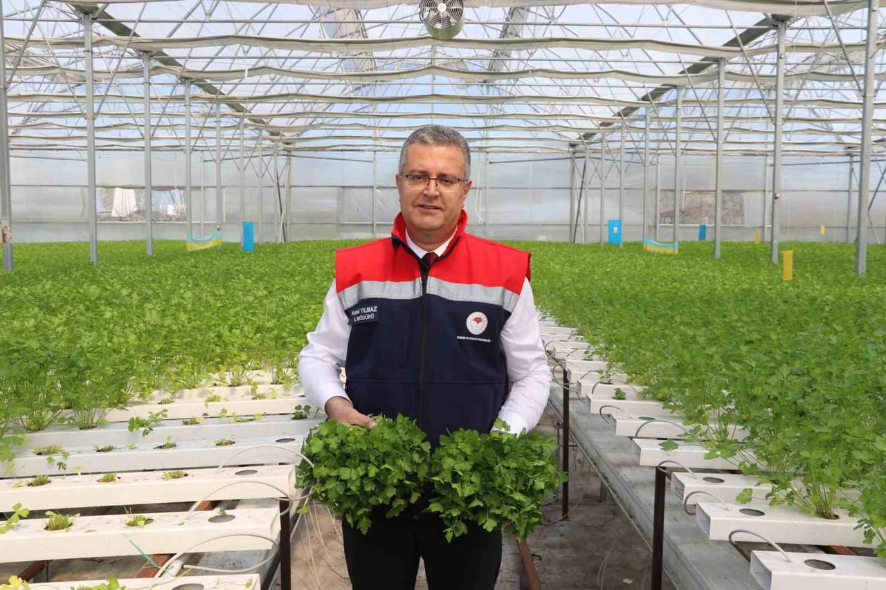 SAMSUN'UN ÇARŞAMBA İLÇESİNDE, HİDROPONİK (SU KÜLTÜRÜ) SİSTEMLE YETİŞTİRİLEN MAYDANOZLARIN İLK...