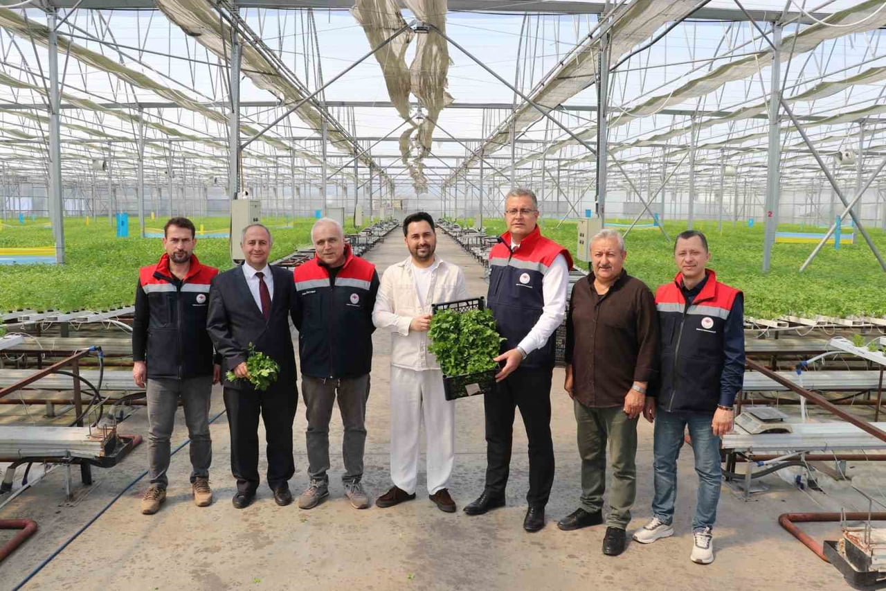SAMSUN'UN ÇARŞAMBA İLÇESİNDE, HİDROPONİK (SU KÜLTÜRÜ) SİSTEMLE YETİŞTİRİLEN MAYDANOZLARIN İLK...