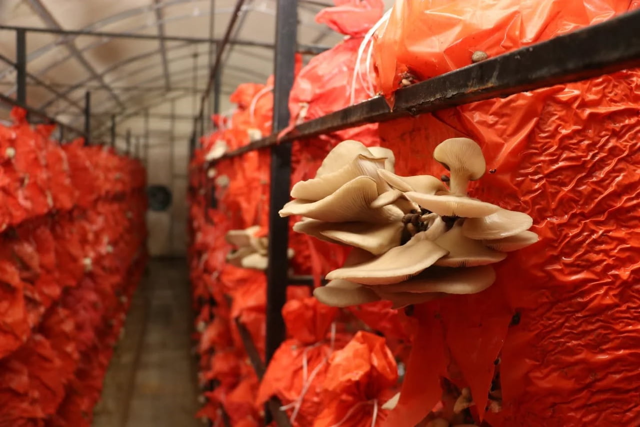 SAMSUN’DA KADIN ÜRETİCİLER, İSTİRİDYE MANTARINDAN TURŞU, KÖFTE VE HAMBURGER ÜRETTİ.