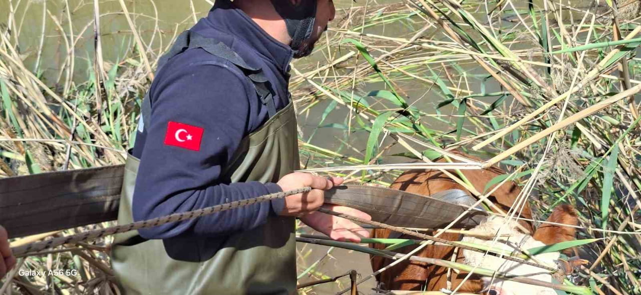 ŞANLIURFA'DA TAHLİYE KANALINA DÜŞEN 2 İNEK KURTARILDI