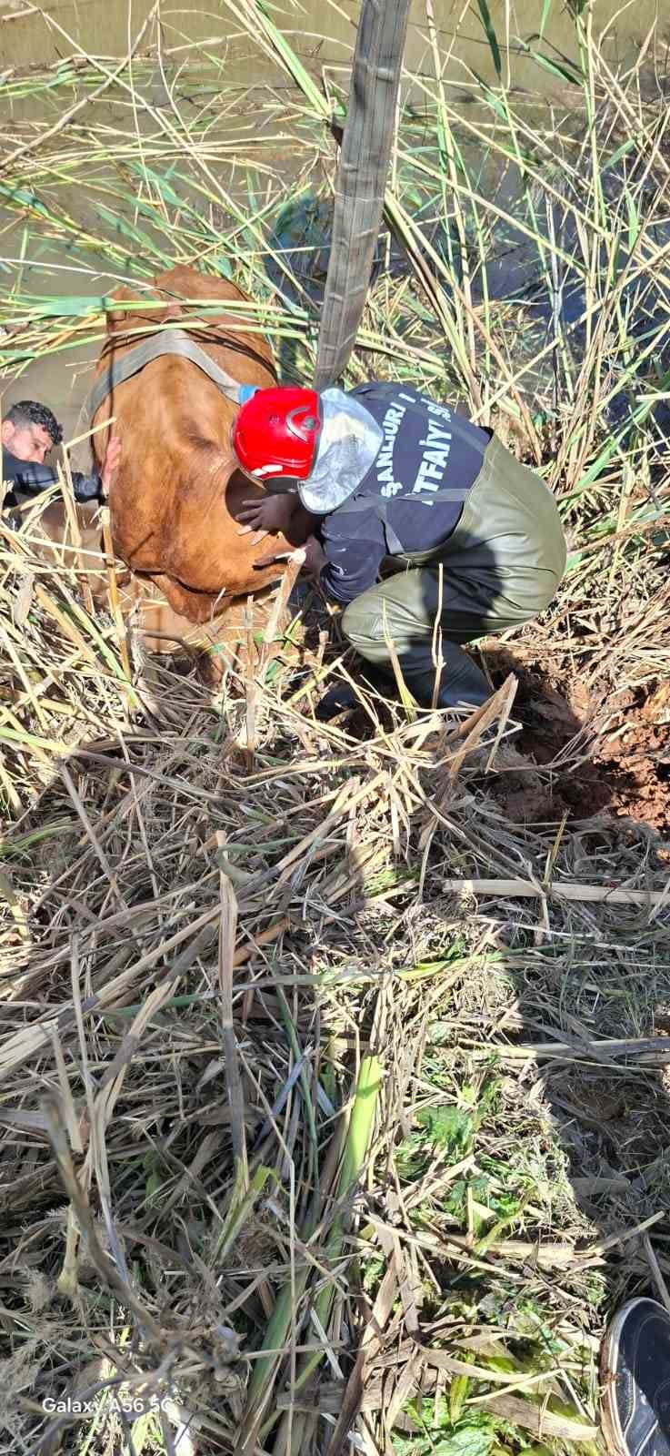 ŞANLIURFA'DA TAHLİYE KANALINA DÜŞEN 2 İNEK KURTARILDI