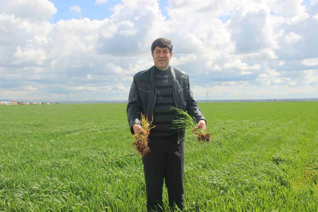 ŞANLIURFA’DA 2026 YILINDA ETKİLİ OLAN YAĞIŞLAR BEREKET GETİRDİ. GEÇTİĞİMİZ YIL KURAKLIKLA MÜCADELE...