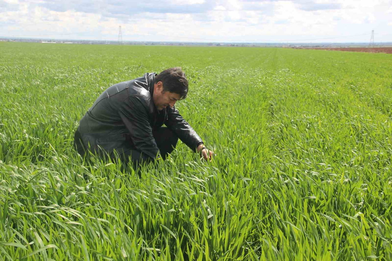 ŞANLIURFA’DA 2026 YILINDA ETKİLİ OLAN YAĞIŞLAR BEREKET GETİRDİ. GEÇTİĞİMİZ YIL KURAKLIKLA MÜCADELE...