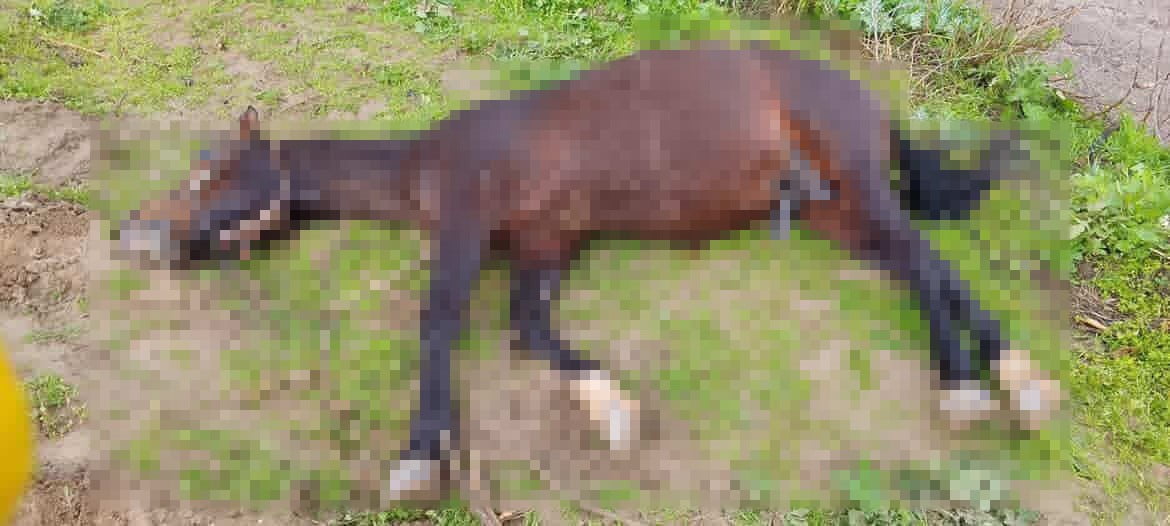 ŞANLIURFA’DA YILDIRIM İSABET EDEN AT TELEF OLDU