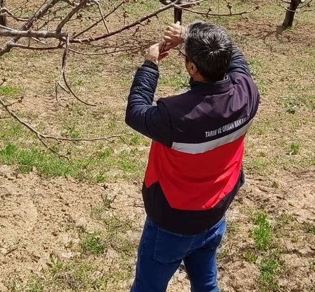 ŞAPHANE’DE ZİRAİ DON ALARMI SONRASI RAHATLATAN SONUÇ