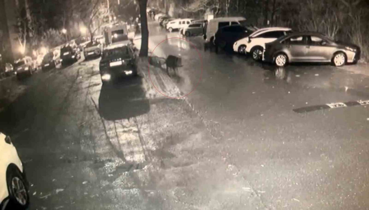 SARIYER'DE AÇ KALAN DOMUZLAR YİYECEK ARAMAK İÇİN HASTANE BAHÇESİNE KADAR GELDİ.